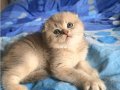 Safkan bebekler