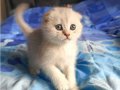 Safkan bebekler
