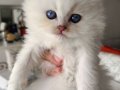 SAFKAN BEBEKLER
