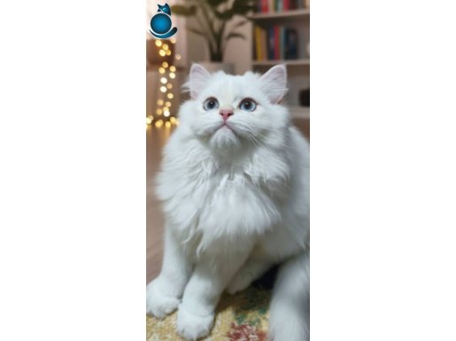Oğlumuz Kalbinizi Çalmaya Geldi.