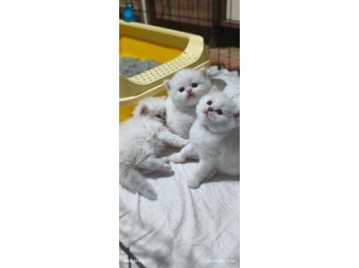 A Kalite Safkan British Longhair Yavrular 