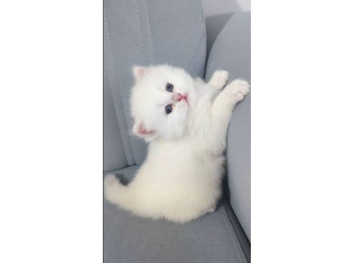 A kalite safkan British Longhair 