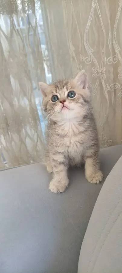 Yavrularımız yeni yuvalarına gitmeye hazırlanıyorlar 