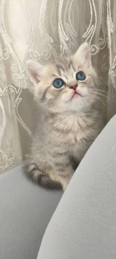 Yavrularımız yeni yuvalarına gitmeye hazırlanıyorlar 