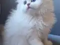Gökyüzünün En Güzel Tonu Bu Gözlerde 