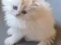 Gökyüzünün En Güzel Tonu Bu Gözlerde 