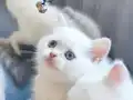 Evinizin yeni üyesi olmak için hazırlandılar