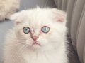 Oyun Delisi Scotish fold Kızımız 