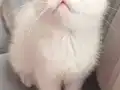 Oyun Delisi Scotish fold Kızımız 