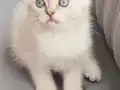 Oyun Delisi Scotish fold Kızımız 