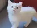 Yaramaz ve Sevimli Çocuklar Yeni Yuvalarına Gitmeye Hazırlar