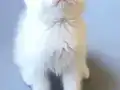 Yaramaz ve Sevimli Çocuklar Yeni Yuvalarına Gitmeye Hazırlar
