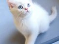 A Kalite Safkan British Shorthair Yavrularımız 