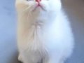 A Kalite Safkan British Shorthair Yavrularımız 