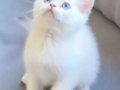 A Kalite Safkan British Shorthair Yavrularımız 