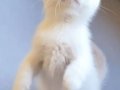 A Kalite Safkan British Shorthair Yavrularımız 