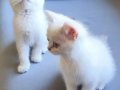 A Kalite Safkan British Shorthair Yavrularımız 