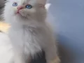 A Kalite Safkan British Longhair Cy 1233 yavrularımız 