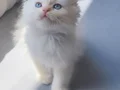A Kalite Safkan British Longhair Cy 1233 yavrularımız 