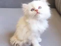 A Kalite Safkan British Longhair Cy 1233 yavrularımız 