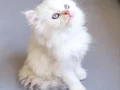 A Kalite Safkan British Longhair Cy 1233 yavrularımız 