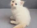 A Kalite Safkan British Longhair Cy 1233 yavrularımız 