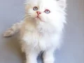 A Kalite Safkan British Longhair Cy 1233 yavrularımız 