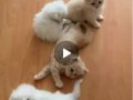 Safkan yavrularımız teslime hazır 