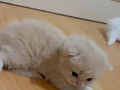 Safkan yavrularımız teslime hazır 