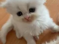 Safkan yavrularımız teslime hazır 