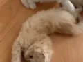 Safkan yavrularımız teslime hazır 