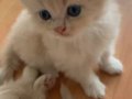 Safkan yavrularımız teslime hazır 