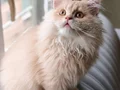 A Kalite Cy 1233 British Longhair Golden Point Yavrularımız 