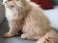 A Kalite Cy 1233 British Longhair Golden Point Yavrularımız 