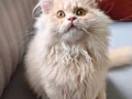 A Kalite Cy 1233 British Longhair Golden Point Yavrularımız 