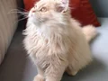 A Kalite Cy 1233 British Longhair Golden Point Yavrularımız 