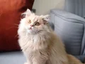 A Kalite Cy 1233 British Longhair Golden Point Yavrularımız 