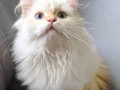 A Kalite Cy 1233 British Longhair Golden Point Yavrularımız 