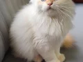 A Kalite Cy 1233 British Longhair Golden Point Yavrularımız 