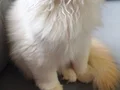 A Kalite Cy 1233 British Longhair Golden Point Yavrularımız 