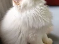 A Kalite Cy 1233 British Longhair Golden Point Yavrularımız 