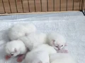 British Shorthair ve Longhair yavrularımız 
