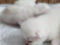 British Shorthair ve Longhair yavrularımız 