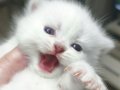 British Shorthair ve Longhair yavrularımız 