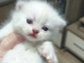 British Shorthair ve Longhair yavrularımız 