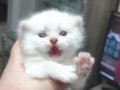 British Shorthair ve Longhair yavrularımız 