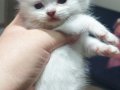 British Shorthair ve Longhair yavrularımız 