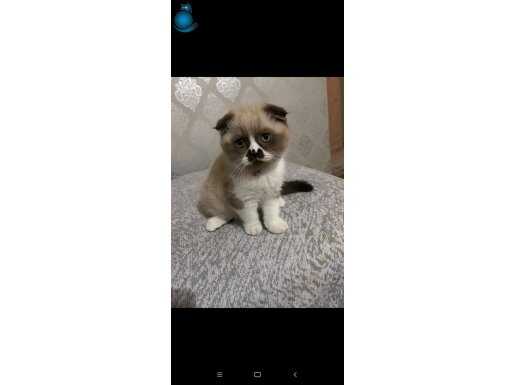 3 aylık scotish fold yavrumuz 