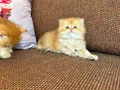 2 kızımıza talip olanlar