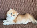2 kızımıza talip olanlar